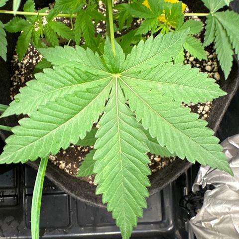 24k GOLD growlog timeline photo