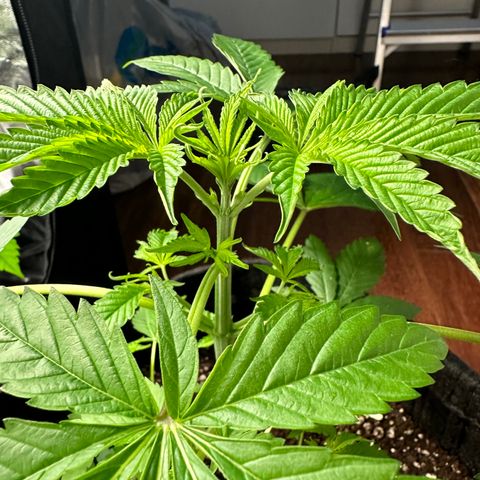 Strick Gorilla 4# growlog timeline photo