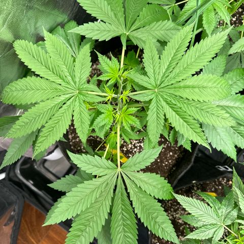 Strick Gorilla 4# growlog timeline photo