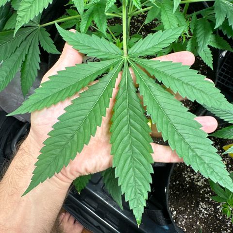 Strick Gorilla 4# growlog timeline photo
