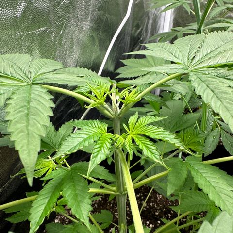Strick Gorilla 4# growlog timeline photo