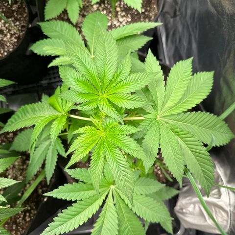24k GOLD growlog timeline photo