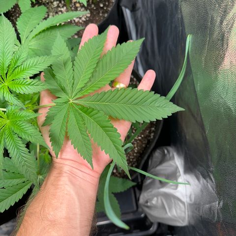 24k GOLD growlog timeline photo