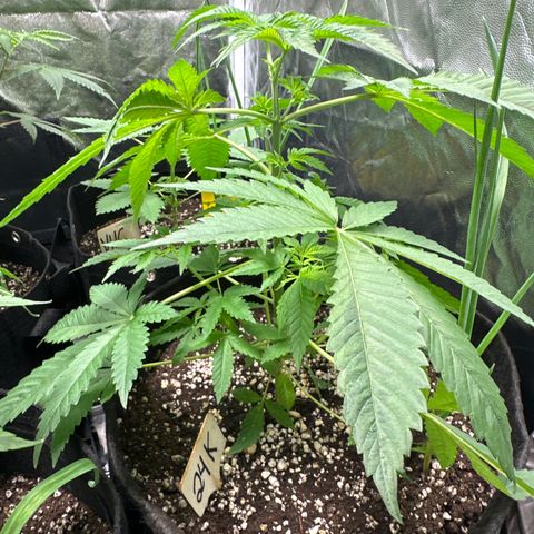 24k GOLD growlog timeline photo