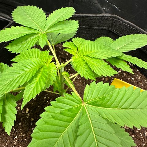 Violet Wedding Cake growlog timeline photo