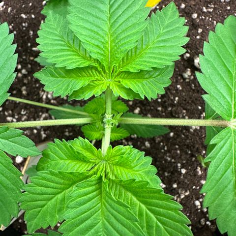 Violet Wedding Cake growlog timeline photo