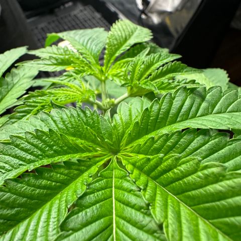 Violet Wedding Cake growlog timeline photo