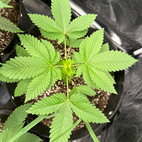 Violet Wedding Cake growlog timeline photo