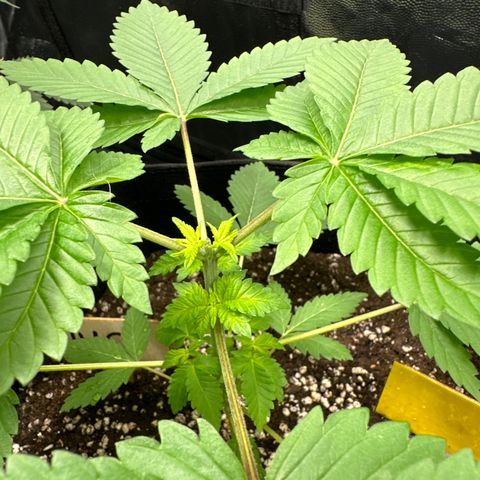 Violet Wedding Cake growlog timeline photo