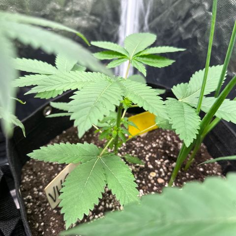 Violet Wedding Cake growlog timeline photo