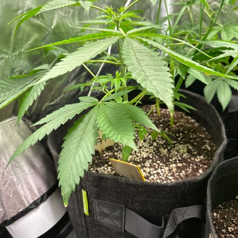 Strick Gorilla 4# growlog timeline photo