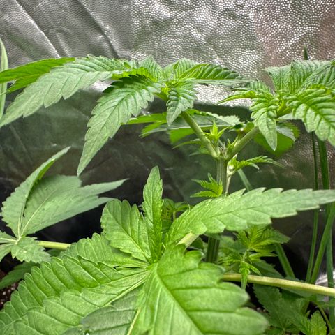 24k GOLD growlog timeline photo