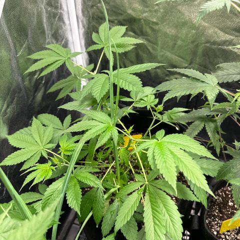 Genética X-2 growlog timeline photo