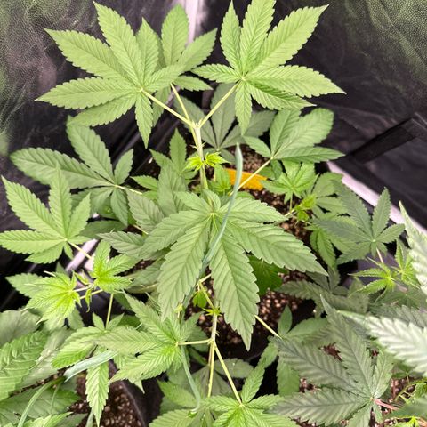 Genética X-2 growlog timeline photo