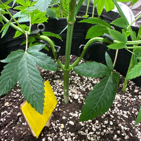 Genética X-1 growlog timeline photo