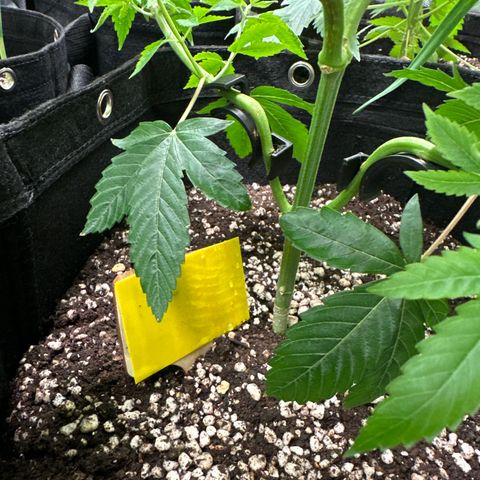 Genética X-1 growlog timeline photo