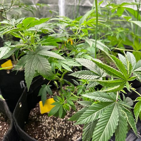 Genética X-1 growlog timeline photo