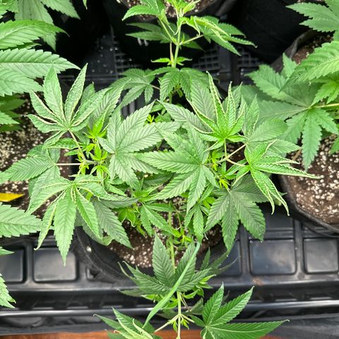 Genética X-1 growlog timeline photo