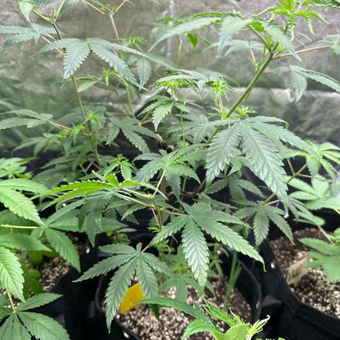 Apple Fritters growlog timeline photo