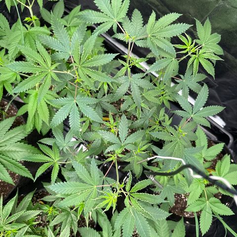 Apple Fritters growlog timeline photo