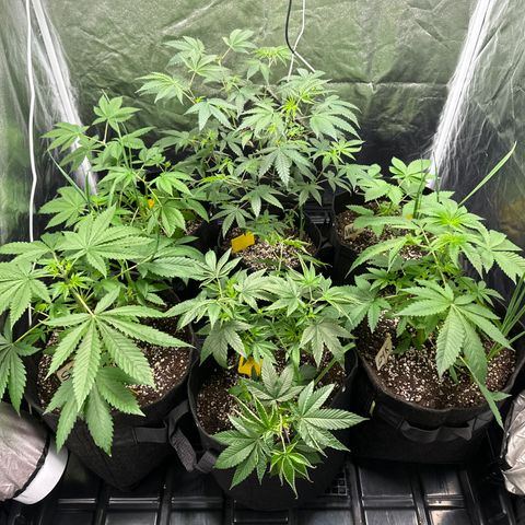 Apple Fritters growlog timeline photo