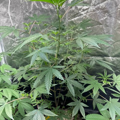 Apple Fritters growlog timeline photo