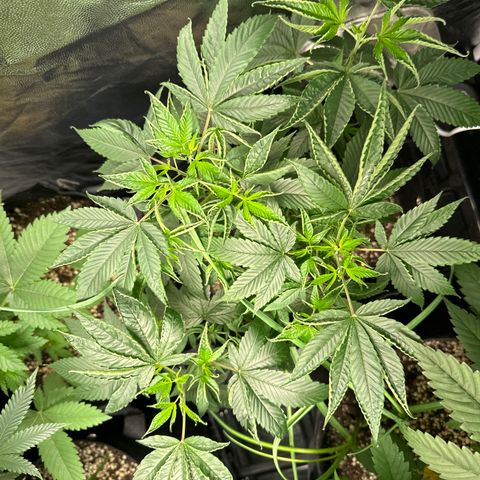 Genética X-1 growlog timeline photo
