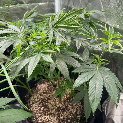 Genética X-1 growlog timeline photo