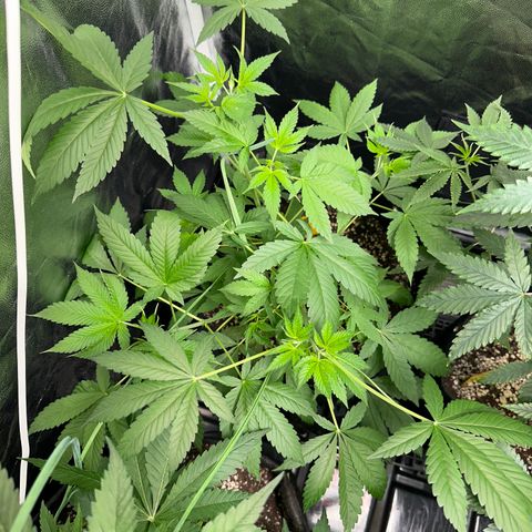 Genética X-2 growlog timeline photo