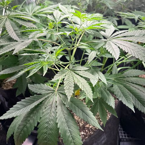 Strick Gorilla 4# growlog timeline photo