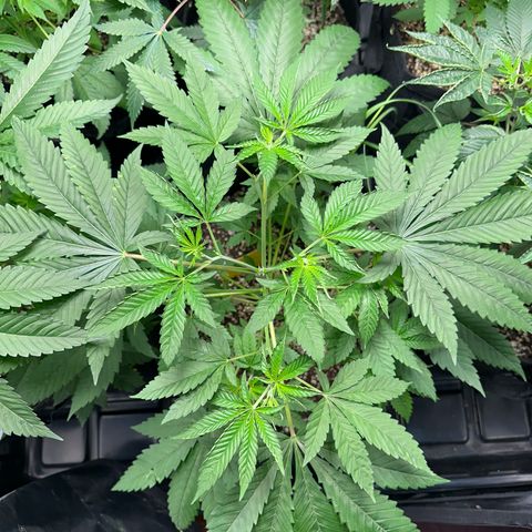 Strick Gorilla 4# growlog timeline photo