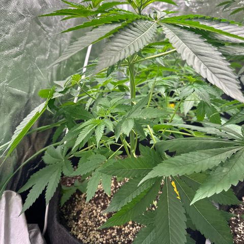 24k GOLD growlog timeline photo