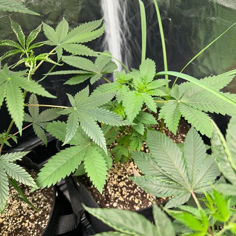 Violet Wedding Cake growlog timeline photo