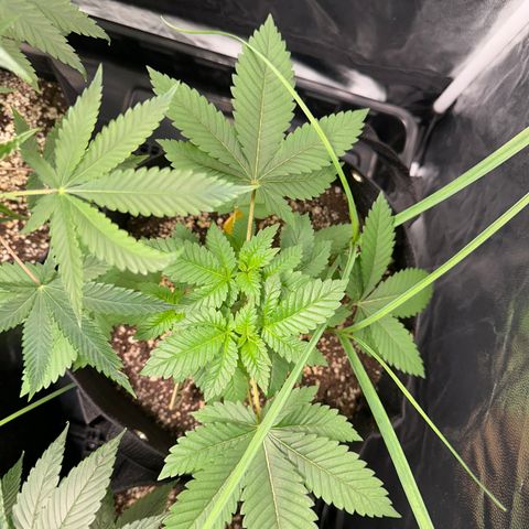 Violet Wedding Cake growlog timeline photo