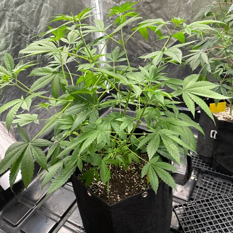 Genética X-2 growlog timeline photo