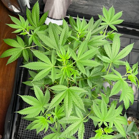 Genética X-2 growlog timeline photo