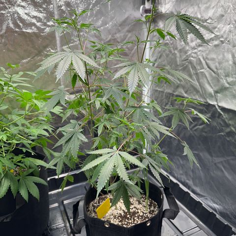 Apple Fritters growlog timeline photo