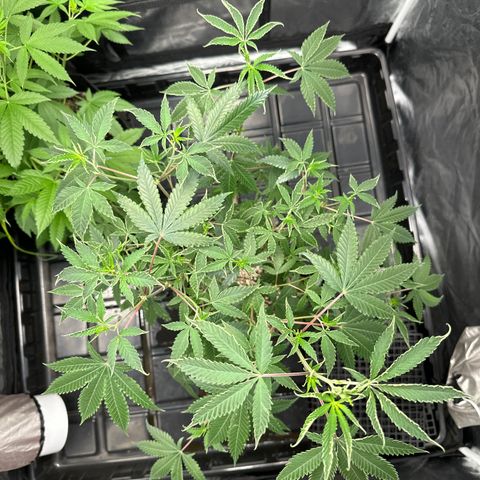 Apple Fritters growlog timeline photo