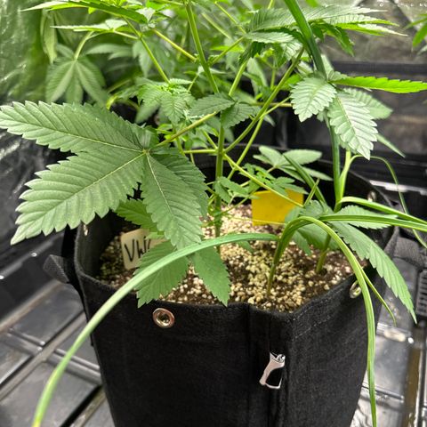 Violet Wedding Cake growlog timeline photo