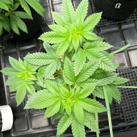Violet Wedding Cake growlog timeline photo