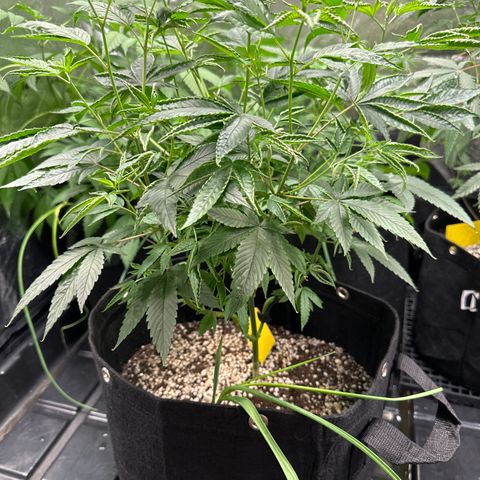 Genética X-1 growlog timeline photo