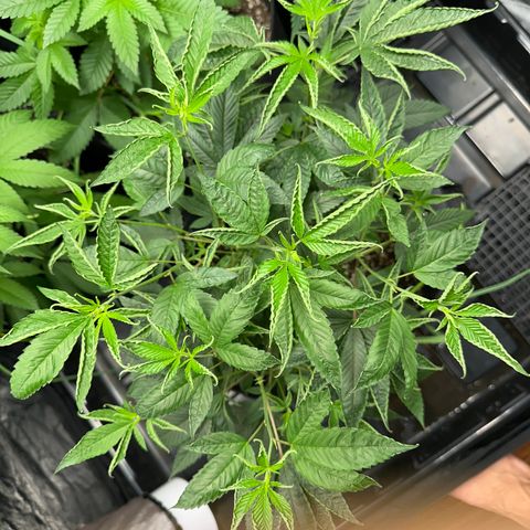 Genética X-1 growlog timeline photo