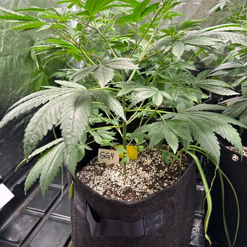 Strick Gorilla 4# growlog timeline photo