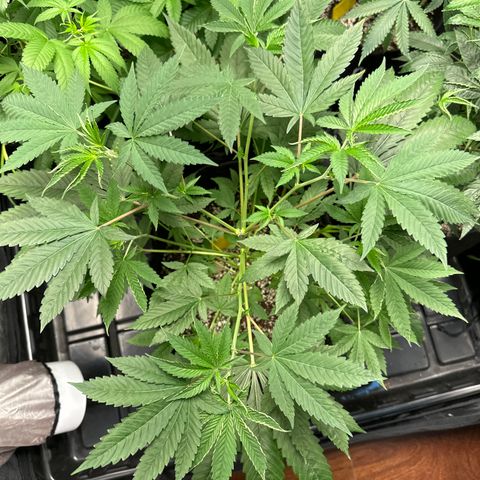 Strick Gorilla 4# growlog timeline photo
