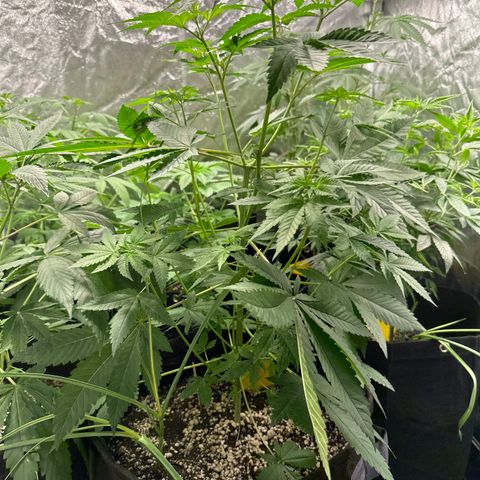 24k GOLD growlog timeline photo