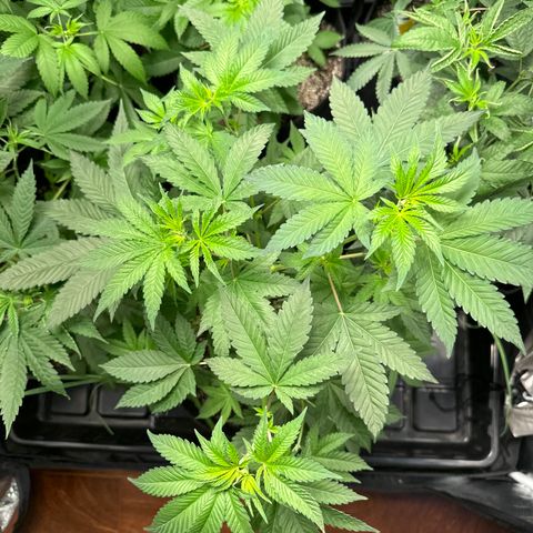 24k GOLD growlog timeline photo