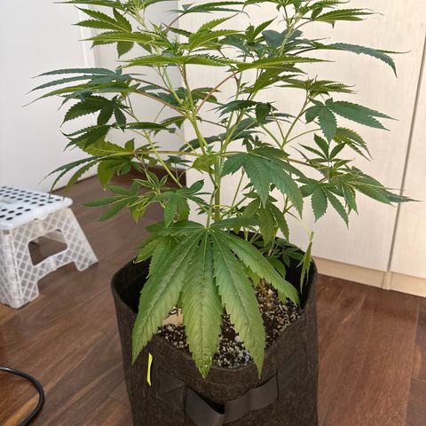 Strick Gorilla 4# growlog timeline photo