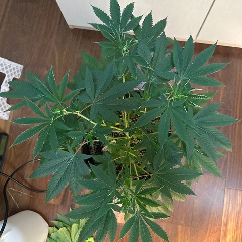 Strick Gorilla 4# growlog timeline photo