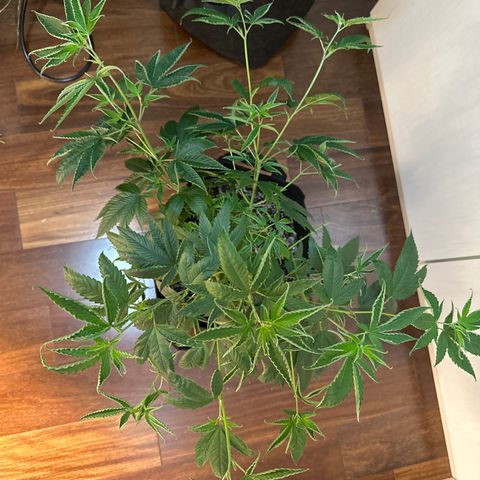 Genética X-1 growlog timeline photo