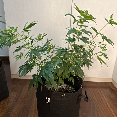 Genética X-1 growlog timeline photo